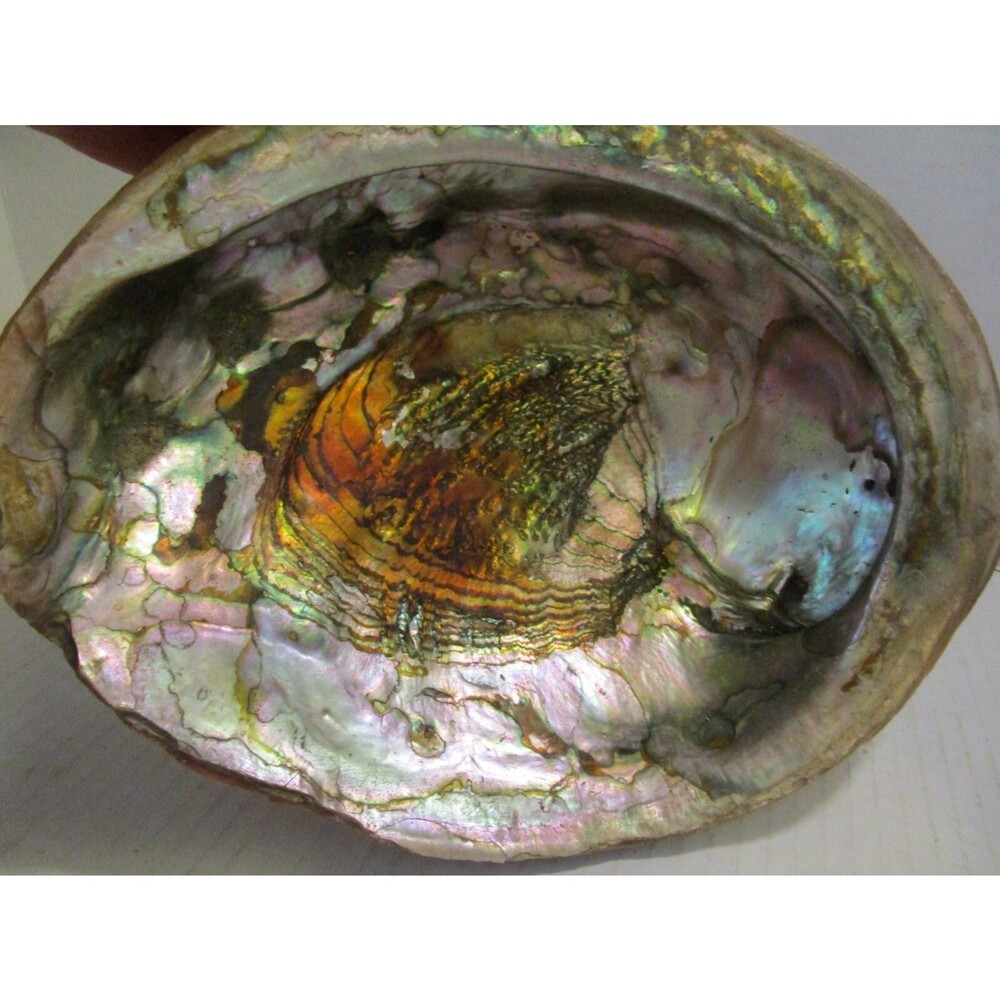 Red Abalone Large 9" Shell Haliotis Rufescens w/ Barnacles & Stone Base Antique